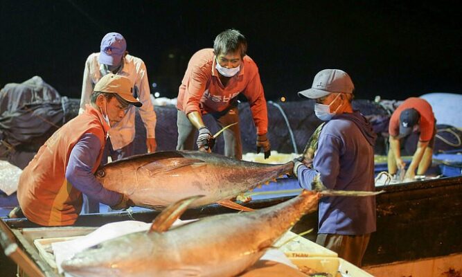 Fishermen in central city Da Nang transport tuna fish, October 15, 2021